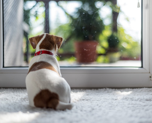 Comment choisir une alarme pour maison avec animaux ?